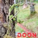 India’s first cryptogamic garden inaugrated in Uttarakhand.